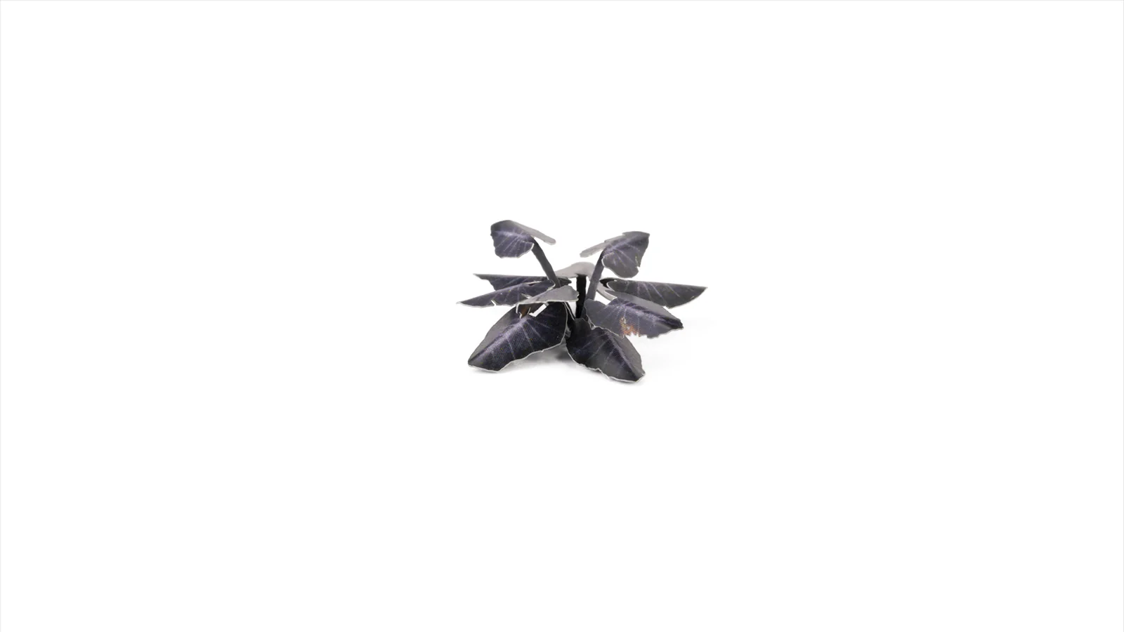 Gamers Grass GGLP-BMT - Laser Plants - Black Magic Taro - Image 4