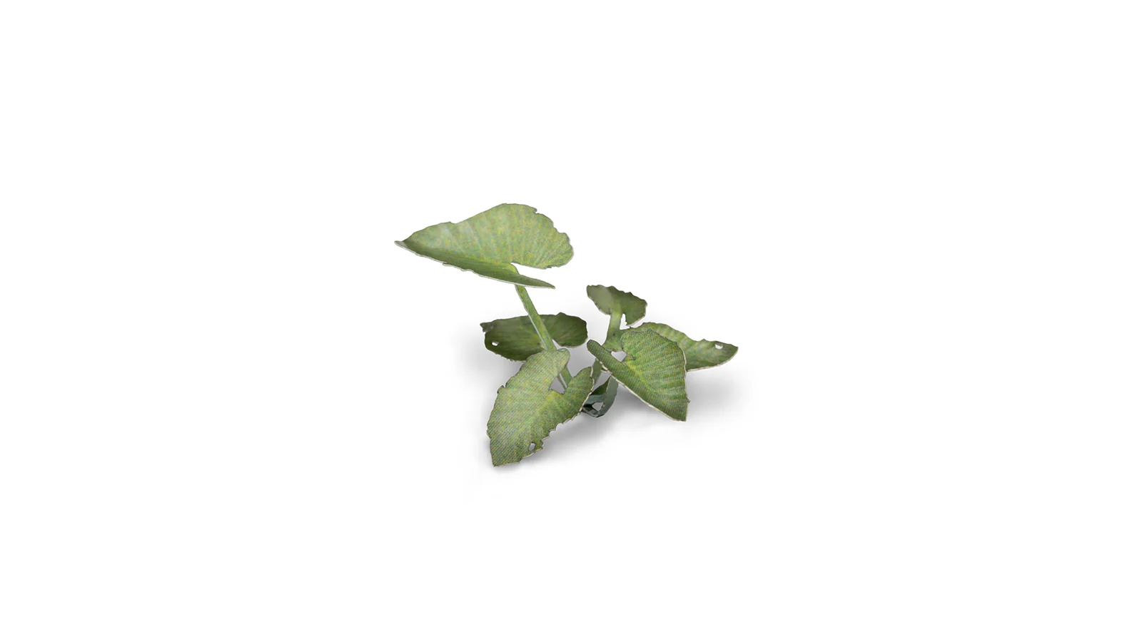 Gamers Grass GGLP-EE - Laser Plants - Elephant Ear - Image 2