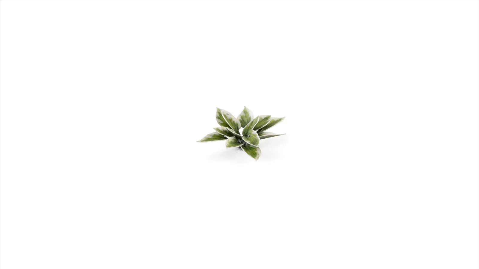 Gamers Grass GGLP-PL - Laser Plants - Plantain Lily - Image 4